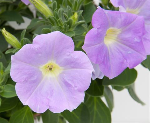 Foto fiore da  Vaso, aiuola, balcone, basket Petunia Bonnie Light Blue