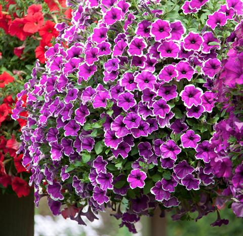 Foto fiore da  Vaso, aiuola, balcone, basket Petunia Deluxe Lilac Picotee