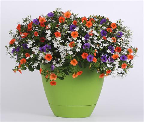 Foto fiore da  Vaso, aiuola, balcone 3 Combo Trixi® Spring Valley