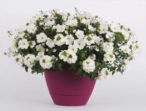 Foto fiore da  Vaso, aiuola, balcone 3 Combo Trixi® White Pearl