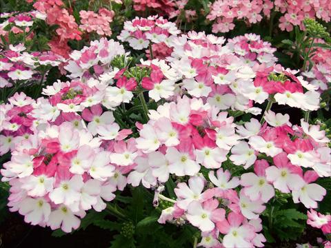 Foto fiore da  Vaso, balcone, basket Verbena Bebop Pink