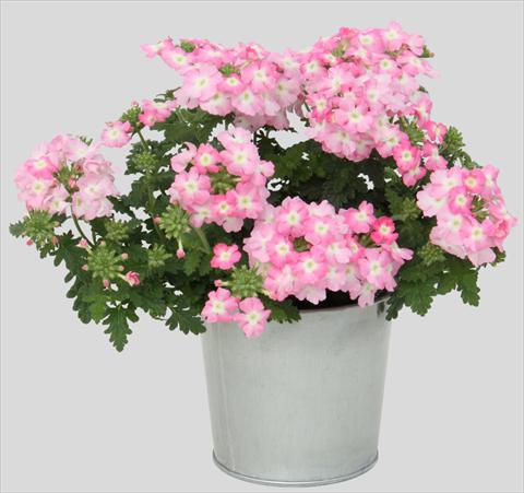 Foto fiore da  Vaso, balcone, basket Verbena Blues Light Pink