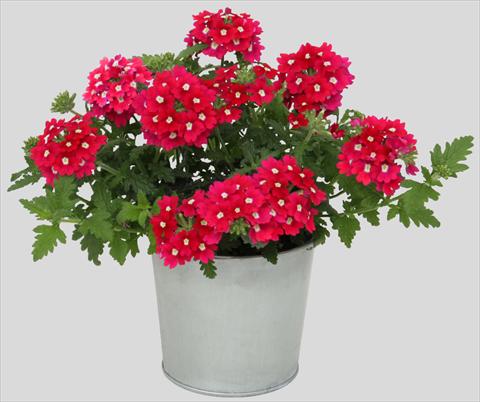 Foto fiore da  Vaso, balcone, basket Verbena Blues Magenta