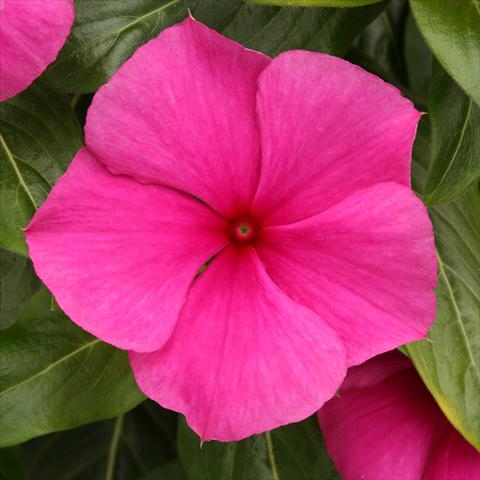photo of flower to be used as: Pot, bedding, patio Catharanthus roseus - Vinca Vitesse Grape