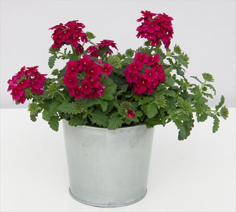 Foto fiore da  Vaso, balcone, basket Verbena Pop Burgundy