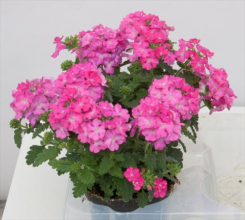 Foto fiore da  Vaso, balcone, basket Verbena Pop Dark Pink