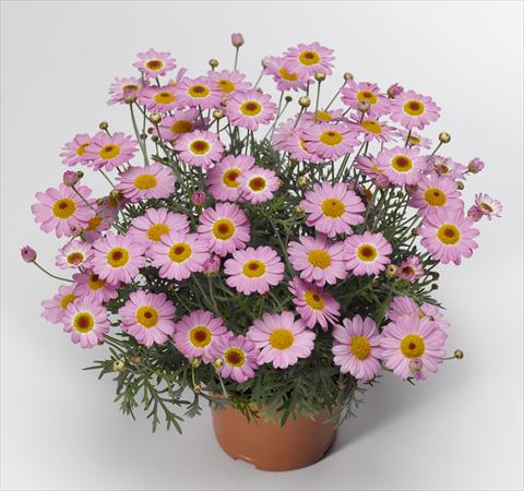photo of flower to be used as: Pot and bedding Argyranthemum frutescens Sassy 