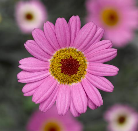 Foto fiore da  Vaso e aiola Argyranthemum frutescens Sassy 