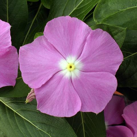 Foto fiore da  Vaso, aiuola, balcone Catharanthus roseus - Vinca Vitesse Lavender