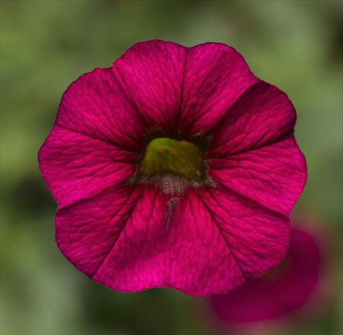 Foto fiore da  Vaso, aiuola, balcone, basket Calibrachoa Callie® Burgundy