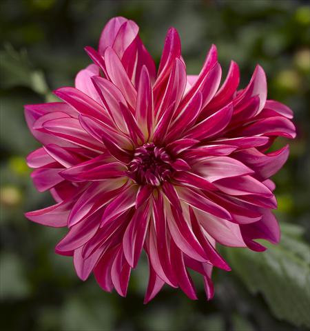 Foto fiore da  Vaso e aiola Dahlia x hybrida Grandalia Rose Swirl