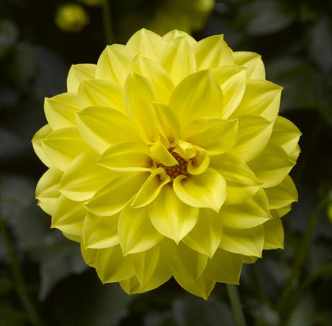 Foto fiore da  Vaso e aiola Dahlia x hybrida Grandalia Yellow