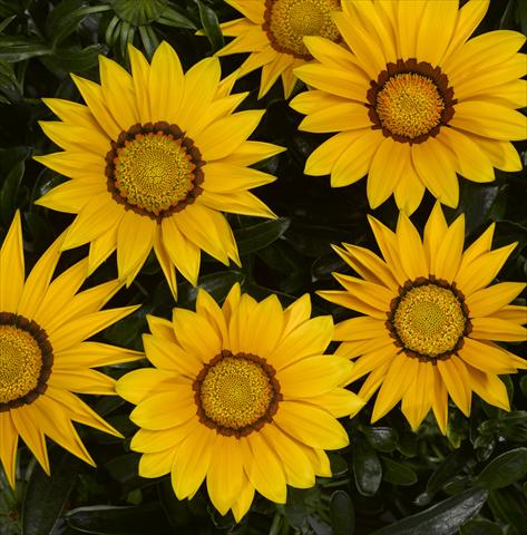 photo of flower to be used as: Bedding / border plant Gazania rigens Big Kiss Yellow