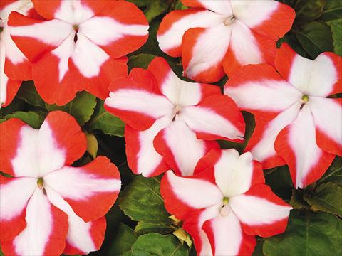 Foto fiore da  Vaso e aiola Impatiens walleriana Accent Premium Orange Star Imp