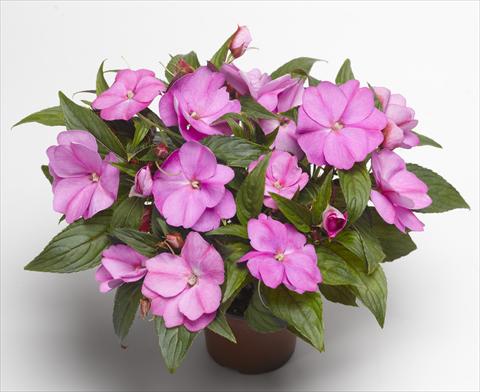 Foto fiore da  Vaso, aiuola, balcone, basket Impatiens N. Guinea Florific™ Lavender