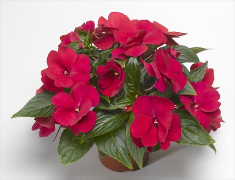 Foto fiore da  Vaso, aiuola, balcone, basket Impatiens N. Guinea Florific™ Red