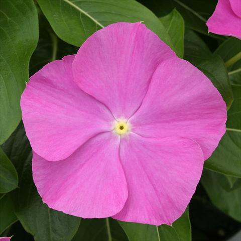 Foto fiore da  Vaso, aiuola, balcone Catharanthus roseus - Vinca Vitesse Orchid