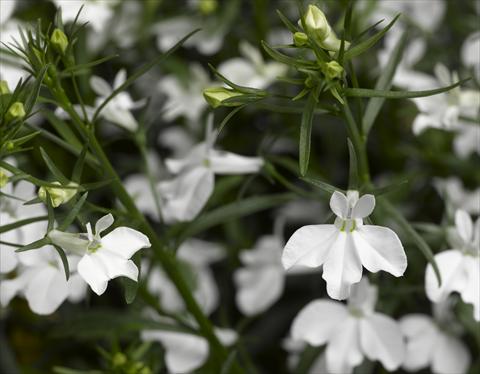 Foto fiore da  Vaso, aiuola, balcone, basket Lobelia erinus Techno White Imp