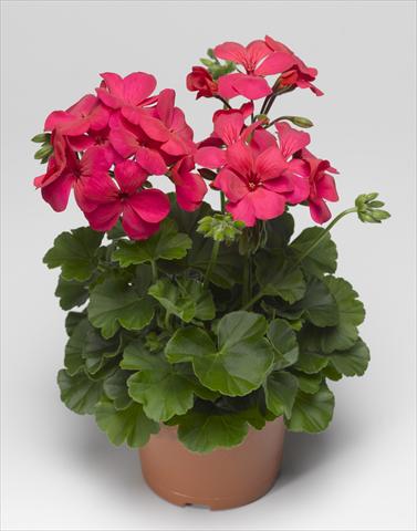 Foto fiore da  Balcone, vaso Pelargonium interspecifico Caliente® 