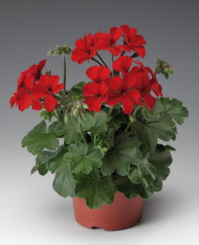 Foto fiore da  Balcone, vaso Pelargonium interspecifico Caliente® 