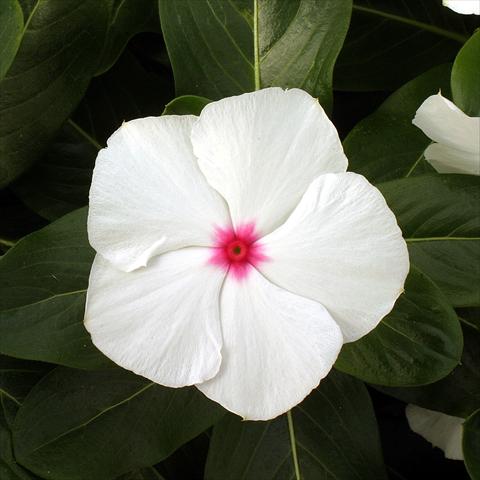 Foto fiore da  Vaso, aiuola, balcone Catharanthus roseus - Vinca Vitesse Peppermint