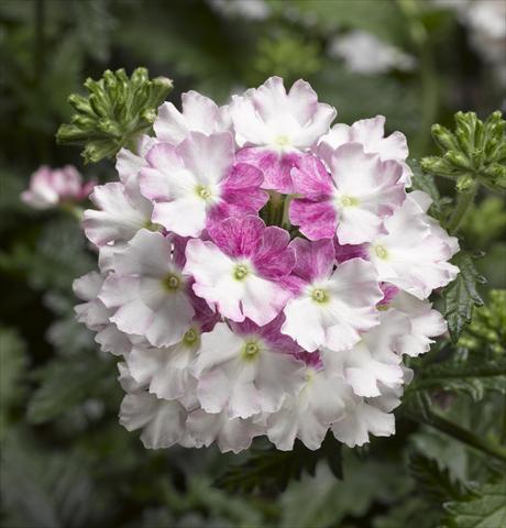 photo of flower to be used as: Pot, patio, basket Verbena Lanai® Twister 2.0 Mauve