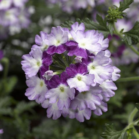 Foto fiore da  Vaso, balcone, basket Verbena Lanai® Twister 2.0 Violet