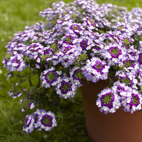 Foto fiore da  Vaso, balcone, basket Verbena Lanai® Twister Blue Imp