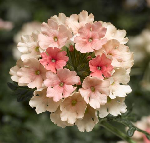 photo of flower to be used as: Pot, patio, basket Verbena Magelana Peach