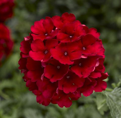 Foto fiore da  Vaso e aiola Verbena hybrida Magelana Red Imp