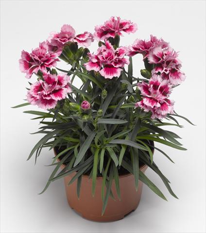 Foto fiore da  Reciso Dianthus caryophyllus Suncharm Rose Picotee