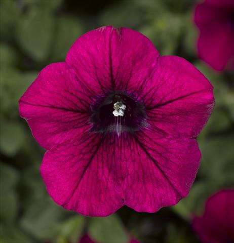 Foto fiore da  Vaso, aiuola, balcone, basket Petunia Floritunia Purple