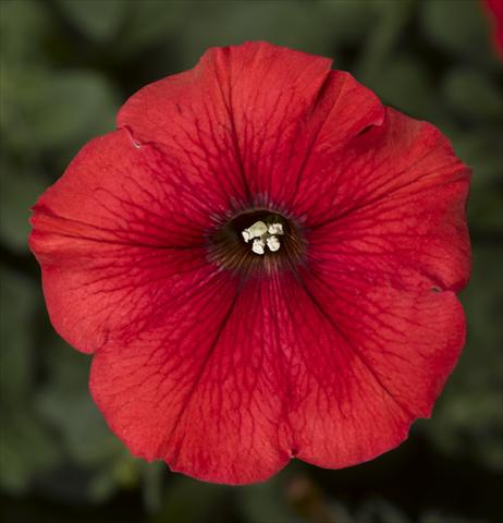 Foto fiore da  Vaso, aiuola, balcone, basket Petunia Floritunia Red