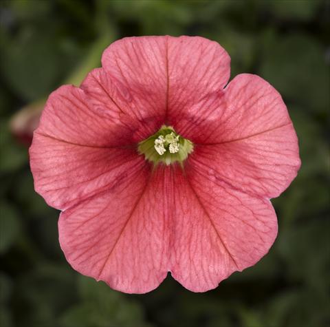 Foto fiore da  Vaso, aiuola, balcone, basket Petunia Floritunia Salmon