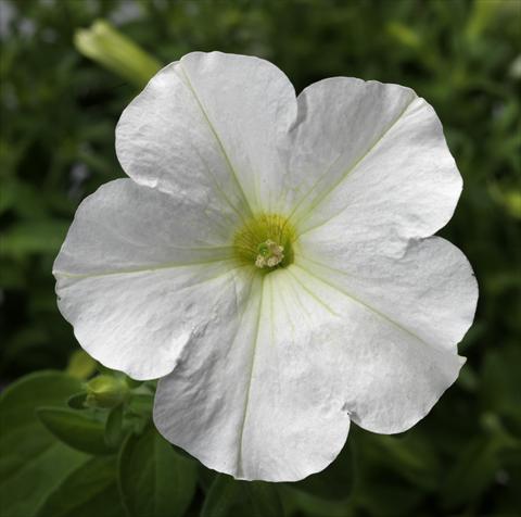 Foto fiore da  Vaso, aiuola, balcone, basket Petunia Floritunia White