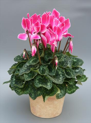 Foto fiore da  Basket o vaso Cyclamen persicum Maxora Wine Red Flamed