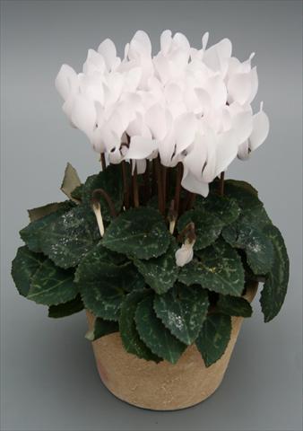 Foto fiore da  Vaso Cyclamen persicum mini Picola Pure White