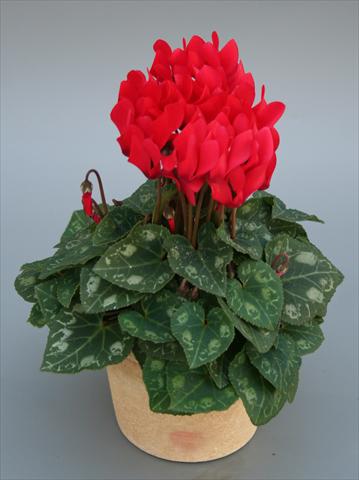 Foto fiore da  Vaso Cyclamen persicum mini Picola Scarlet