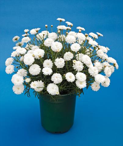 Foto fiore da  Vaso, aiuola, balcone Argyranthemum Molimba Double White