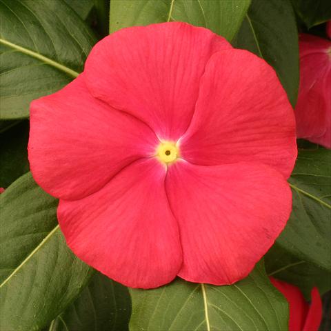 Foto fiore da  Vaso, aiuola, balcone Catharanthus roseus - Vinca Vitesse Red with eye