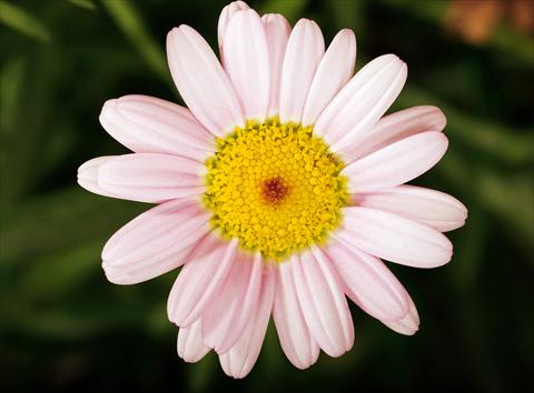 Foto fiore da  Vaso, aiuola, balcone Argyranthemum Molimba Pink