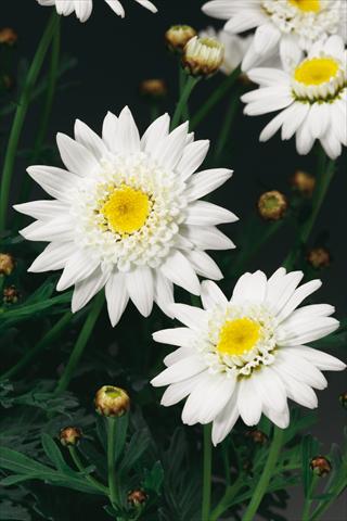 Foto fiore da  Vaso, aiuola, balcone Argyranthemum Molimba Semi Double White