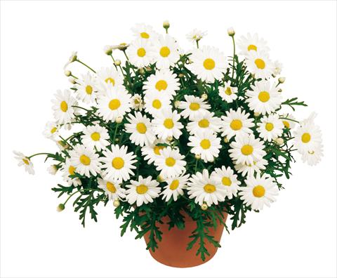 Foto fiore da  Vaso, aiuola, balcone Argyranthemum Molimba White