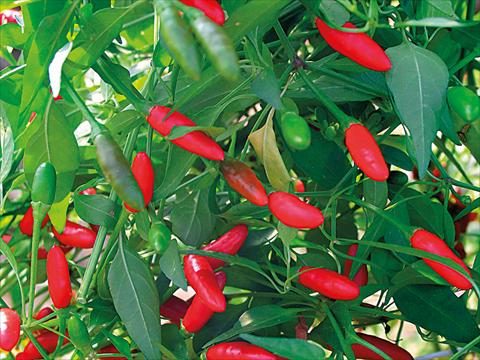 photo of flower to be used as: Pot and bedding Capsicum annuum Diavolicchio Calabrese