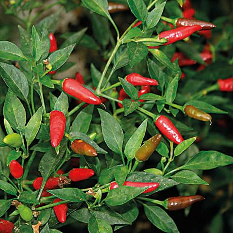 photo of flower to be used as: Pot and bedding Capsicum annuum Tabasco