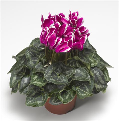 Foto fiore da  Basket o vaso Cyclamen persicum Snowridge Midi Purple