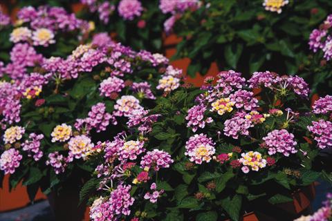 photo of flower to be used as: Pot, bedding, patio Lantana camara Bandana® Pink