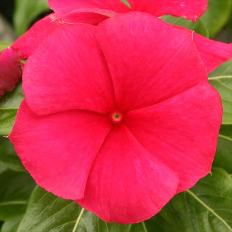 Foto fiore da  Aiuola e/o bordura Catharanthus roseus - Vinca Vitesse Strawberry Red