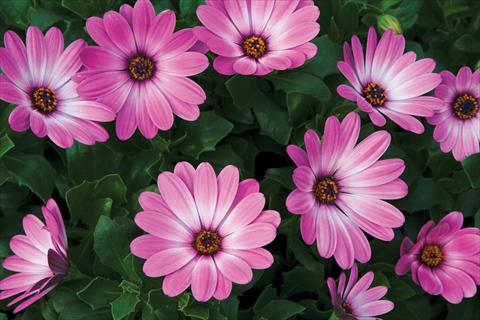 Foto fiore da  Vaso e aiola Osteospermum Tradewinds® Pink