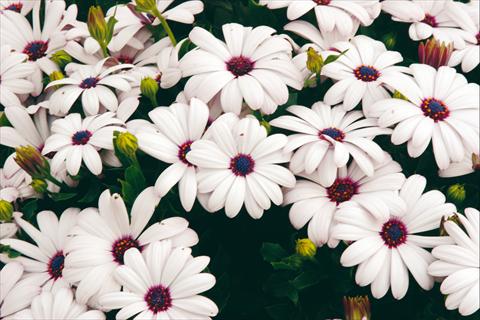 Foto fiore da  Vaso e aiola Osteospermum Tradewinds® White